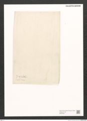Diatomeae indet. Zeichnungen Sammlung Grunow (NHMW-BOT-W0370841)